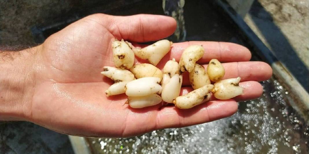 Üretimi zahmetli, hasadı sınırlı! Kazancı ise oldukça yüksek: Çiftçinin ‘Kökünde altın yatan’ bitkisinde hibe projesi başladı 3